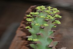 Euphorbia neriifolia